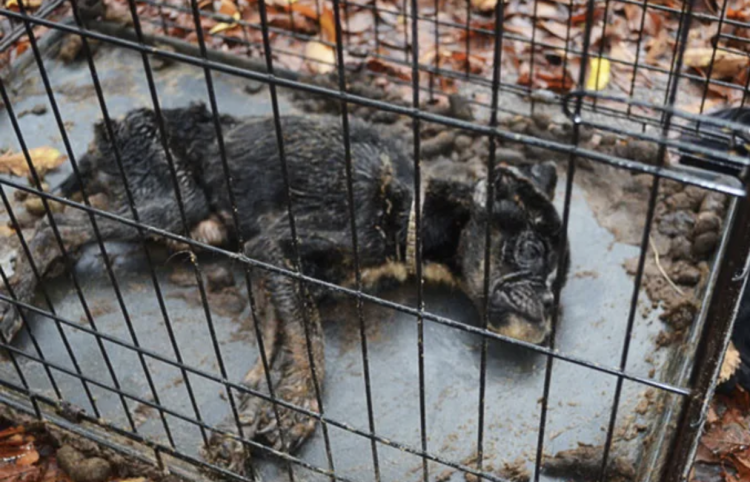 Мертвые щенки мертвые щенки