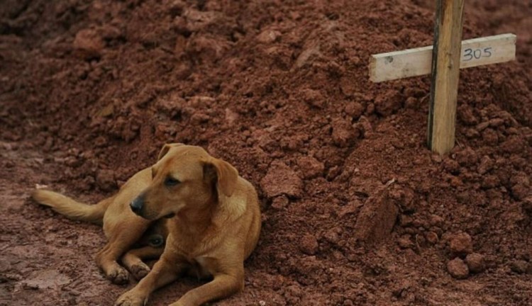 Спасение умирающих животных