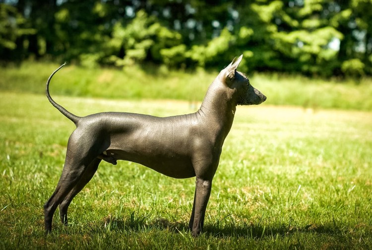 Перуанская Орхидея инков