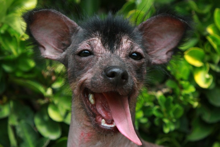 Мексиканская собака ксолоитцкуинтли