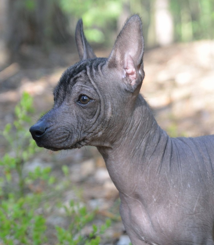 Ксолоитцкуинтли - ксоло