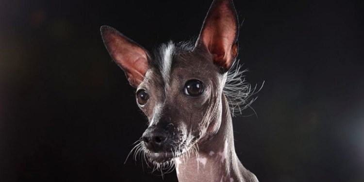 Мексиканская хохлатая собачка