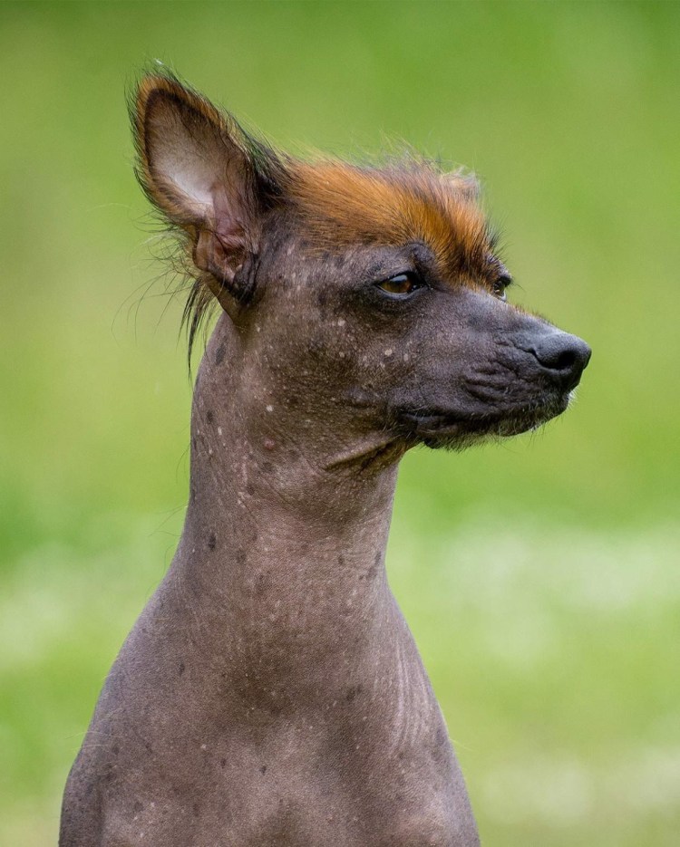 Перуанская хохлатая