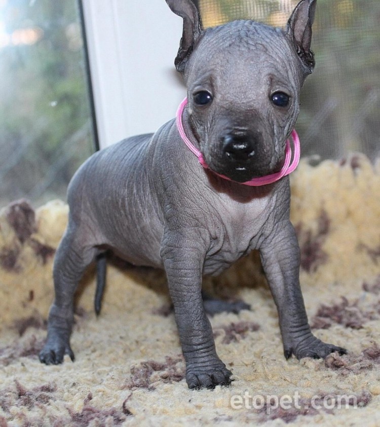 Собака ксолоитцкуинтли