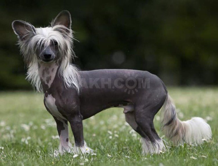 Китайская хохлатая