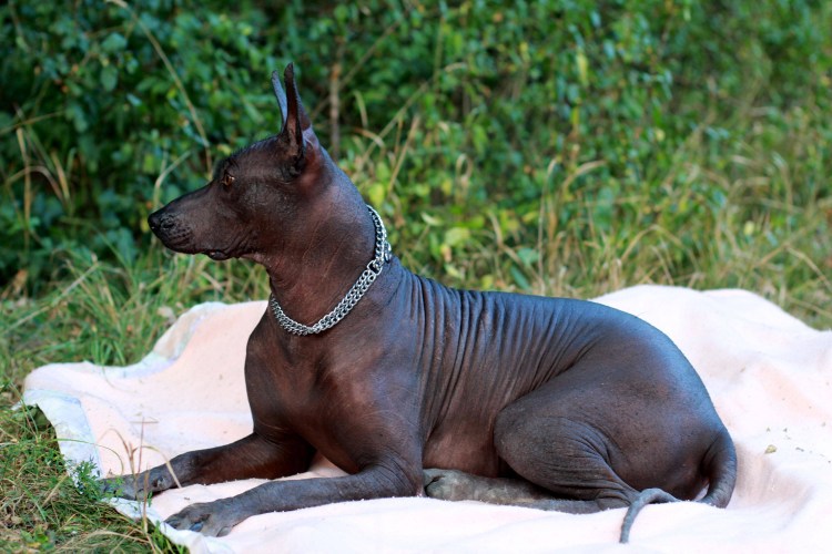 Мексиканская порода собак ксолоитцкуинтли