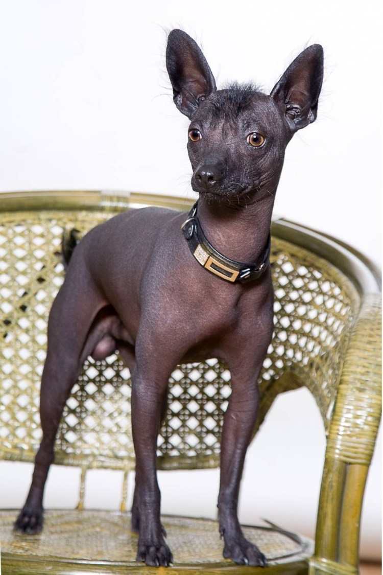 Мексиканская порода собак ксолоитцкуинтли