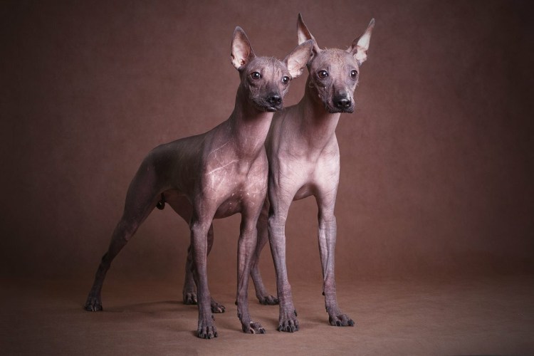 Перуанская Орхидея инков