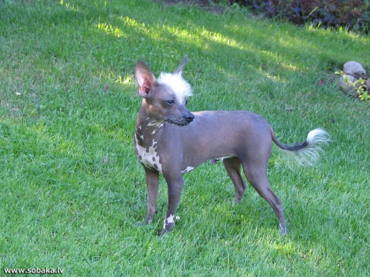 Ксолоитцкуинтли хохлатая