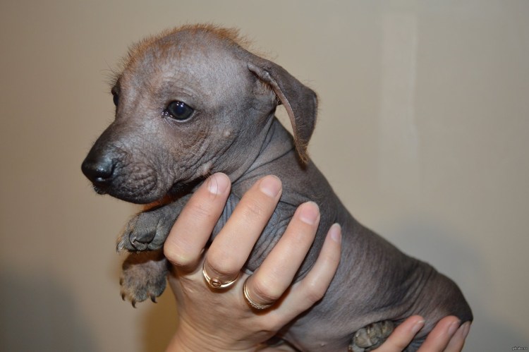 Ксолоитцкуинтли и китайская хохлатая