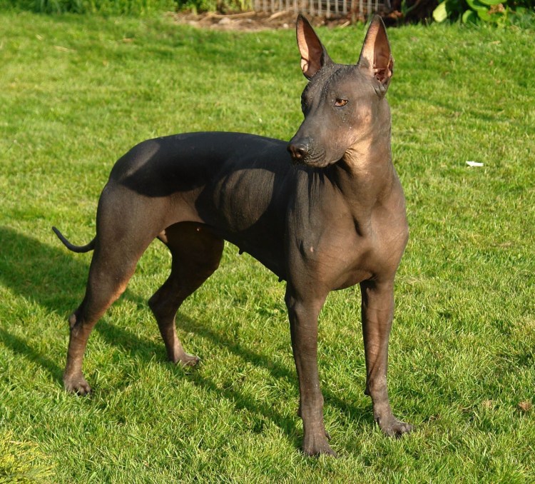 Мексиканский ксоло