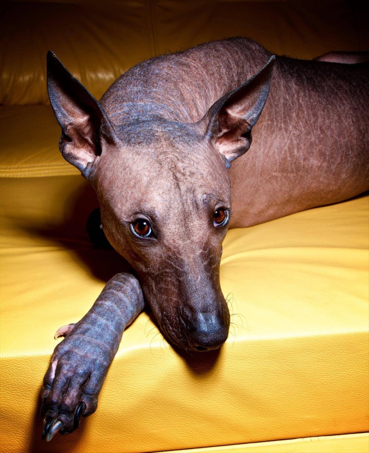 Мексиканский ксоло