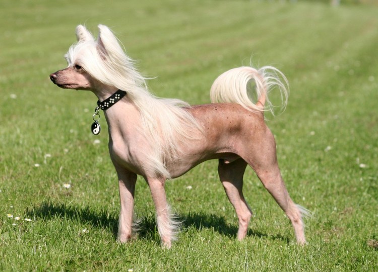 Собачка китайская хохлатая лысая