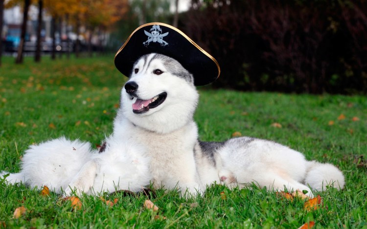 Картинки на рабочий стол хаски