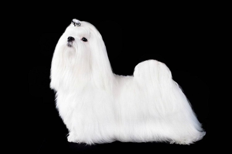 Мальтийская болонка сбоку