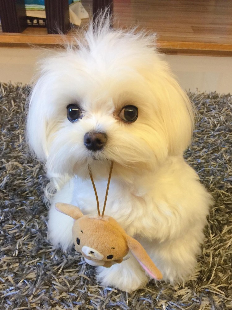 Мальтийская болонка щенок