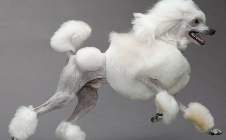 Пудель Арто