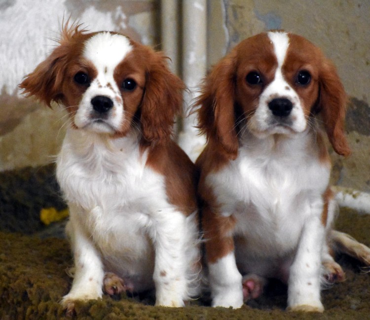 Болванка собака