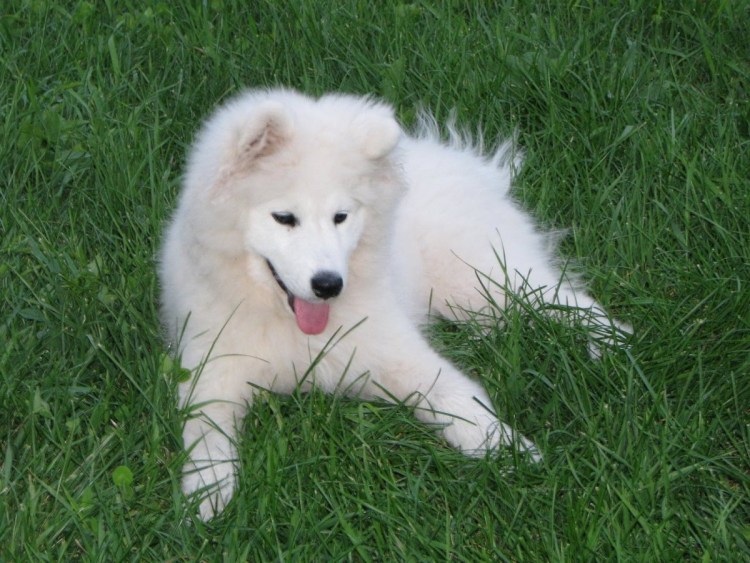 Болванка собака