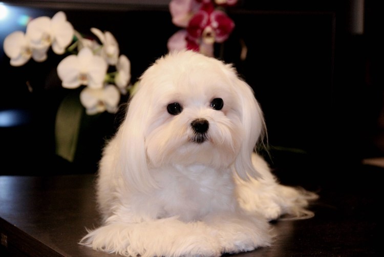 Мальтийская болонка мини