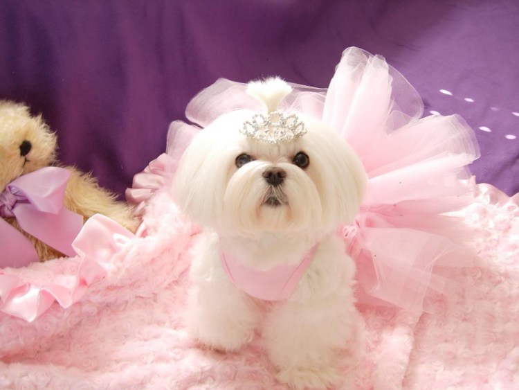 Мальтийская болонка