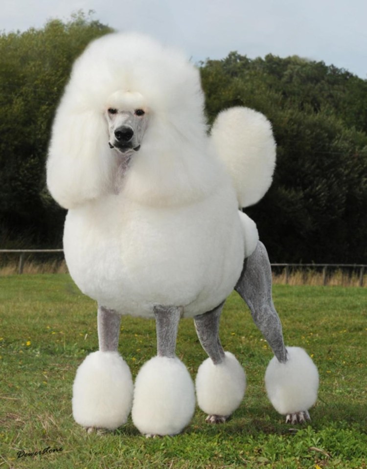 Королевский пудель