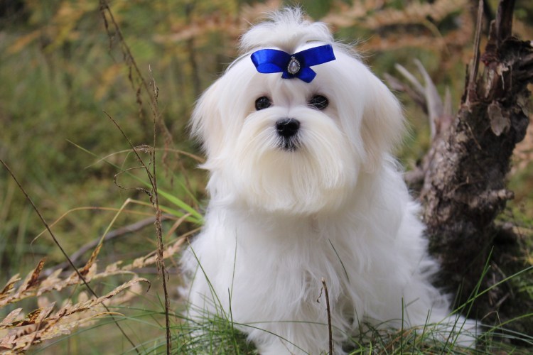 Породы собак Мальтийская болонка