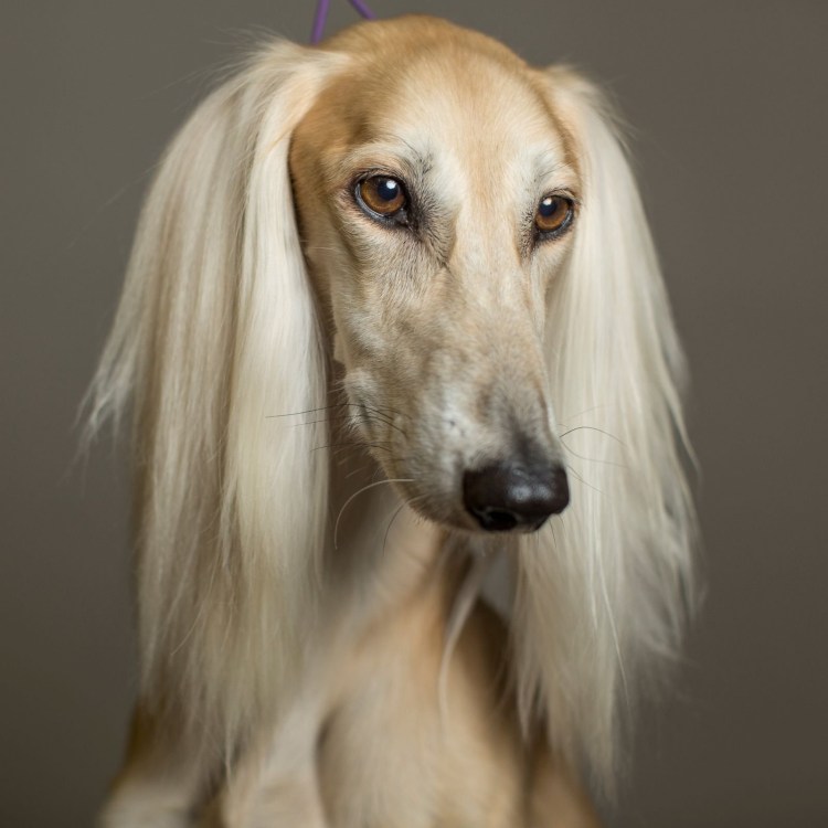 Салюки короткошерстная