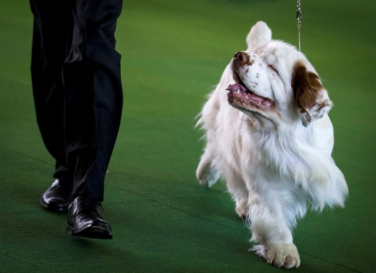 Кламбер спаниель выставка