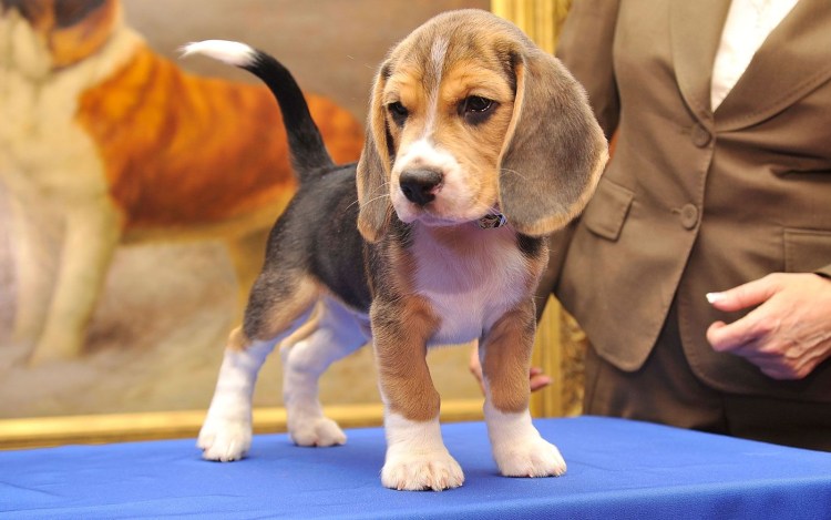 Самые послушные собаки для квартиры