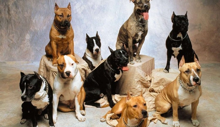 Немецкая овчарка и стаффордширский терьер