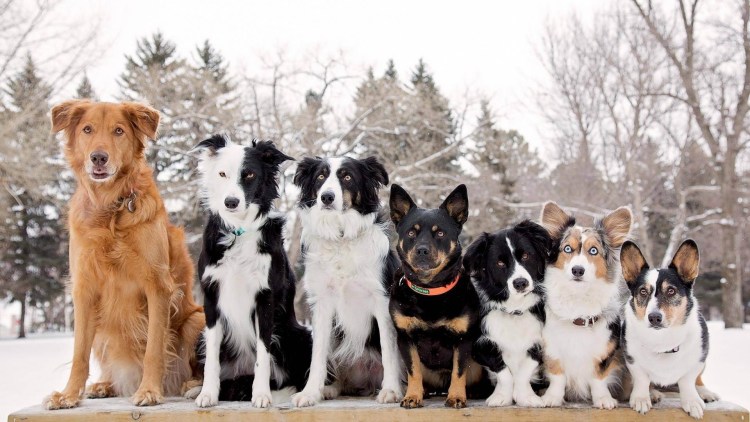 Бордер колли и корги