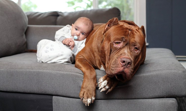 Самый большой питбуль нянька