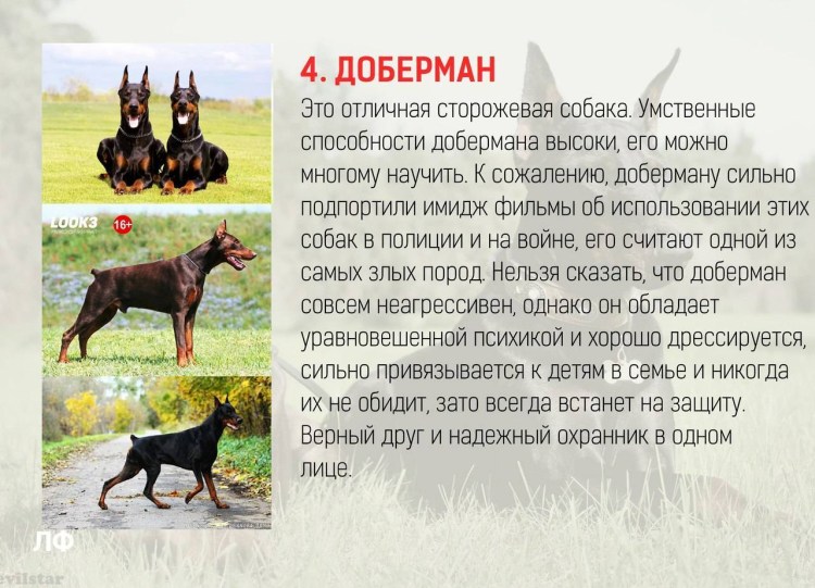 Самые преданные породы собак