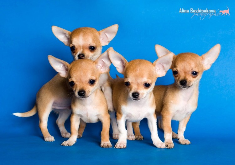 Чихуахуа Королевская порода