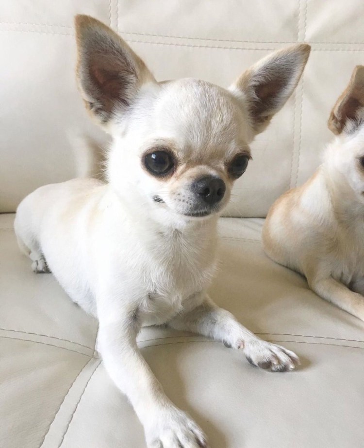 Чихуахуа кобби шоколадный