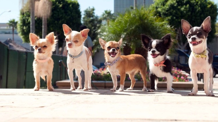 Чихуахуа Беверли Хиллз