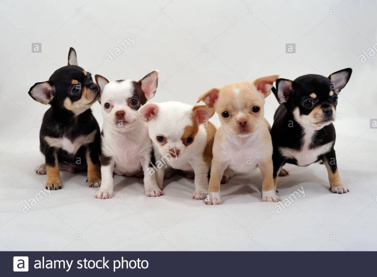 Разные породы собак чихуахуа