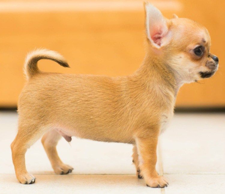 Королевский чихуахуа