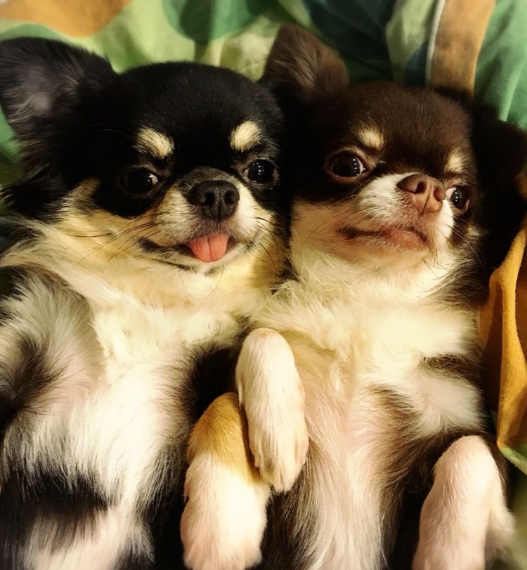 Чихуахуа Мексиканская порода