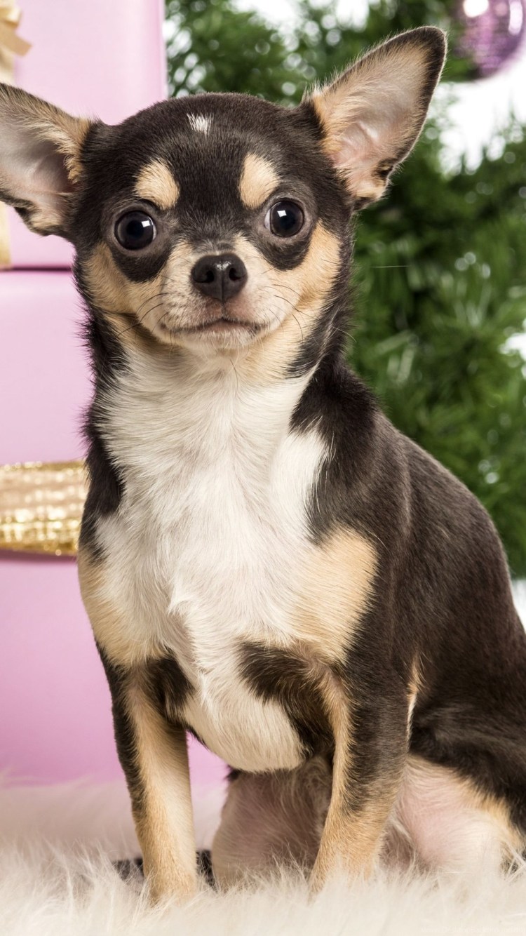 Чихуахуа трехцветные