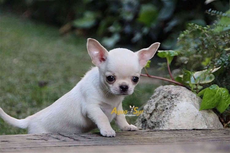 Порода собак чихуахуа