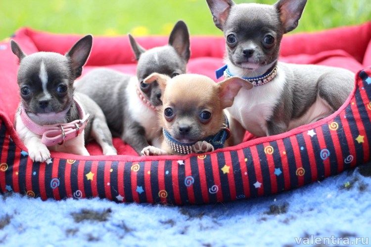 Карликовый чихуахуа