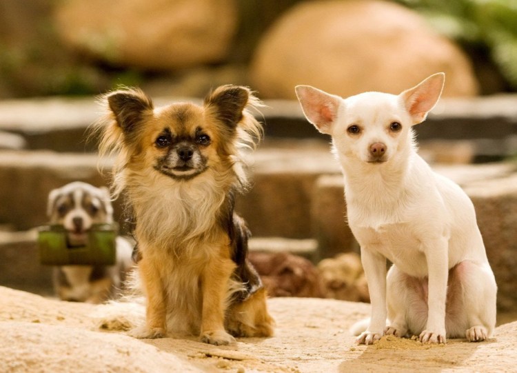 Чихуахуа крошка из Беверли Хиллз