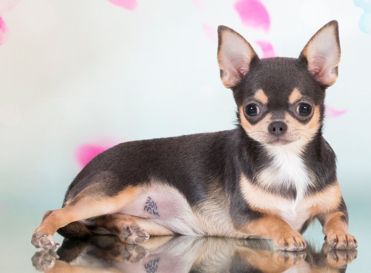 Чихуахуа соболиный окрас