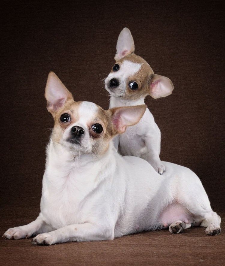 Собачка чихуахуа