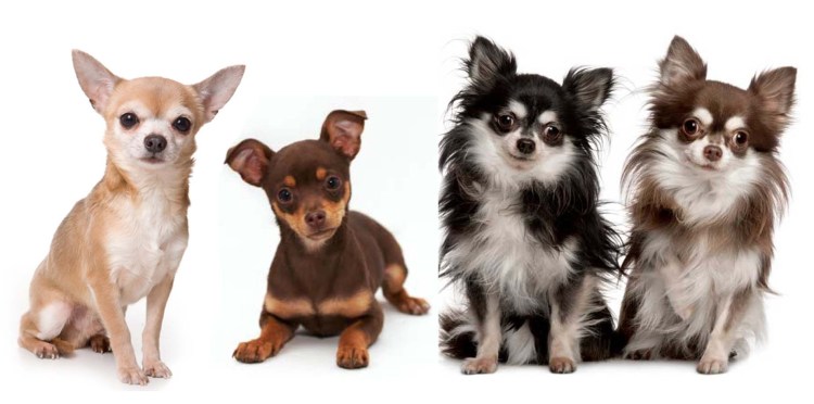 Чихуахуа терьер длинношерстный