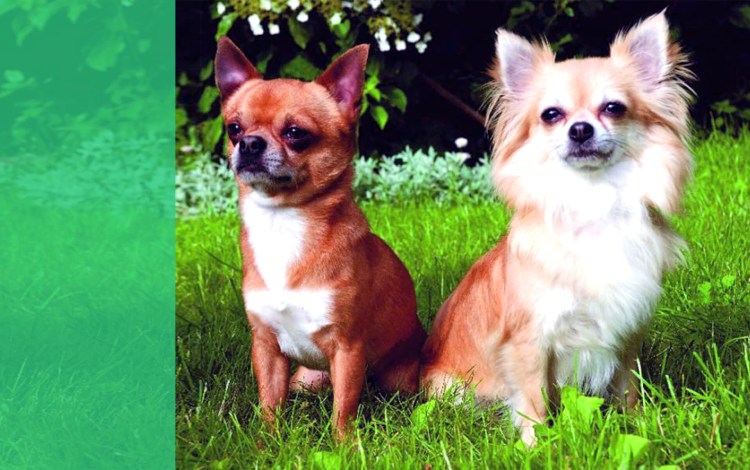 Королевский чихуахуа