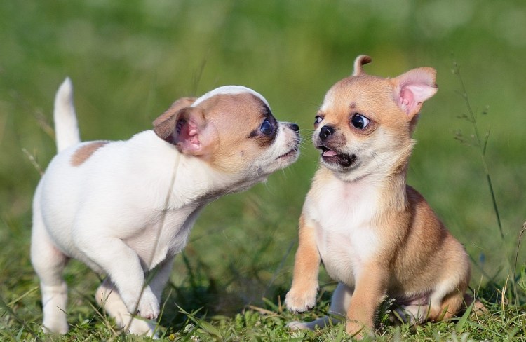 Чихуахуа короткошерстные