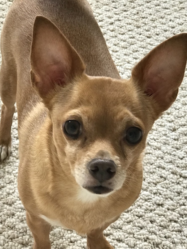 Происхождение чихуахуа